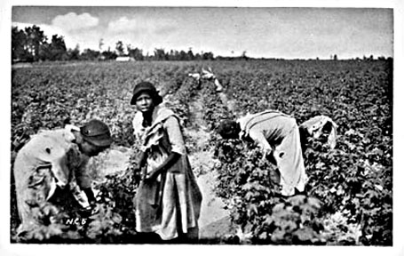 cotton pickers